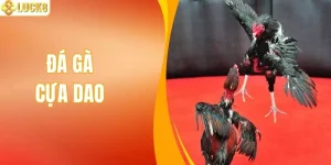 Đá Gà Cựa Dao - Hình Thức Tranh Tài Kịch Tính Tại LUCK8