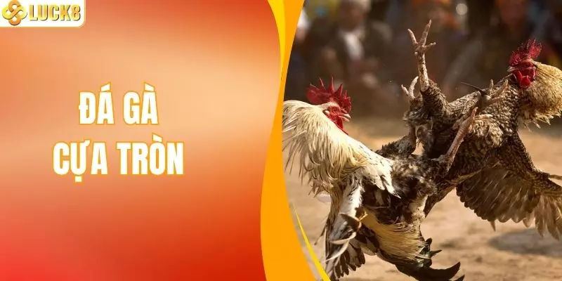 Đá Gà Cựa Tròn – Tranh Tài Kịch Tính Hàng Đầu Tại LUCK8