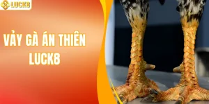 Vảy Gà Án Thiên – Bí Quyết Nhận Biết Chiến Kê Chất Lượng